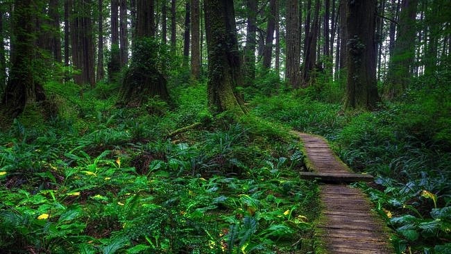 Hình ảnh phong cảnh thiên nhiên khu rừng xanh sinh thái-imagestock-0356