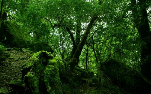 Hình nền rừng xanh tuyệt vời: Với sự kết hợp giữa công nghệ và thiên nhiên, hình nền rừng xanh tuyệt vời sẽ hướng đến trải nghiệm tuyệt vời nhất cho người dùng. Sự tích hợp hình ảnh độc đáo và khả năng thay đổi theo thời gian sẽ khiến cho màn hình của bạn trở nên sinh động hơn bao giờ hết.