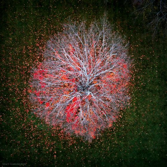 Một cây phong mùa thu ở Illinois, Mỹ. Ảnh: Stacy Garlington.