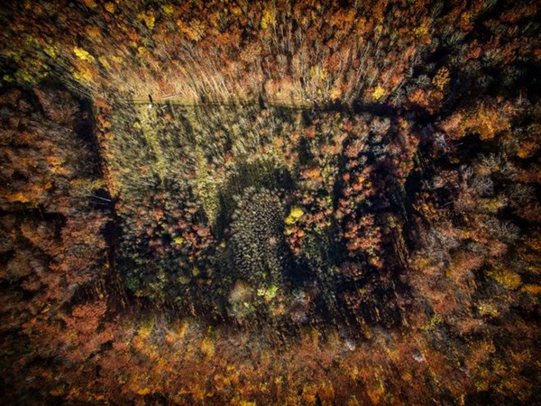 Một cánh rừng vào mùa thu ở Đức. Ảnh: Eberhard Ehmke.