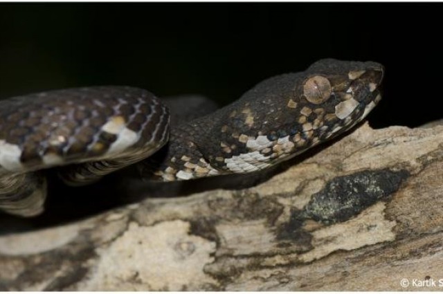  Nọc rắn có thể chết chóc với một số loài, nhưng lại vô hại với một số loài khác 