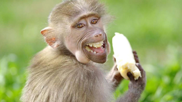 Nụ cười của khỉ - Tác giả: Goran Anastasovski.