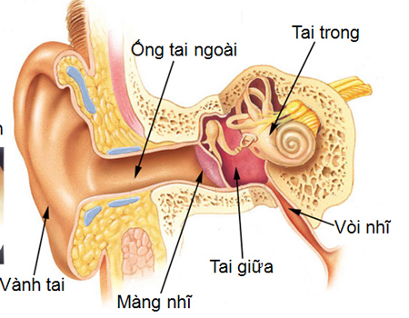  Ráy tai chỉ được hình thành ở 1/3 ngoài của ống tai, phần sâu bên trong gần với màng nhĩ không sản sinh chất này. 