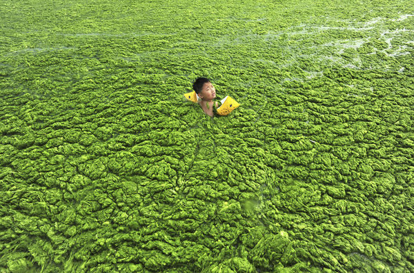 Nguồn nước tràn ngập rêu tảo tại Sơn Đông.