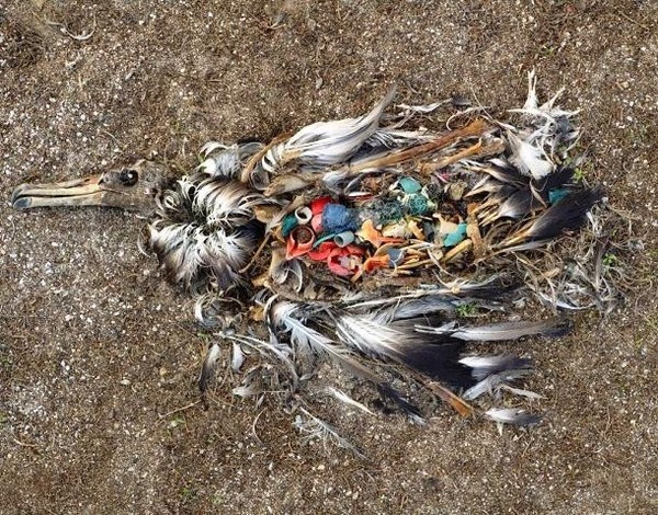 
99% chim biển sẽ phải ăn rác nhựa trong 50 năm tới
