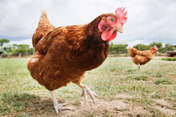 Một con gà có thể đủ ăn cho cả trăm người