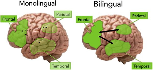  Não bộ của người sử dụng 1 ngôn ngữ (trái) và song ngữ (phải). Có thể thấy mối liên kết giữa các khu vực trong não bộ của song ngữ tốt hơn. 