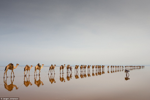 Giải Ba của thể loại du lịch: T&aacute;c phẩm Đi lấy muối của Jorgen Johanson. Danakil Depression tại Ethiopia l&agrave; khu vực n&oacute;ng v&agrave; khắc nghiệt nhất tr&ecirc;n thế giới. Đ&acirc;y cũng l&agrave; một trong những nơi thấp nhất tr&ecirc;n thế giới, v&agrave; hồ Asale nằm ở 116 m dưới mực nước biển. Người Afar thường thu hoạch muối nơi đ&acirc;y v&agrave; d&ugrave;ng lạc đ&agrave; để vận chuyển muối.