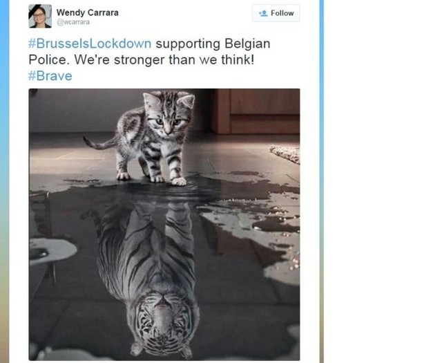     Và cảnh sát Bỉ cũng gửi lời cám ơn các chú mèo – Ảnh: Twitter. 