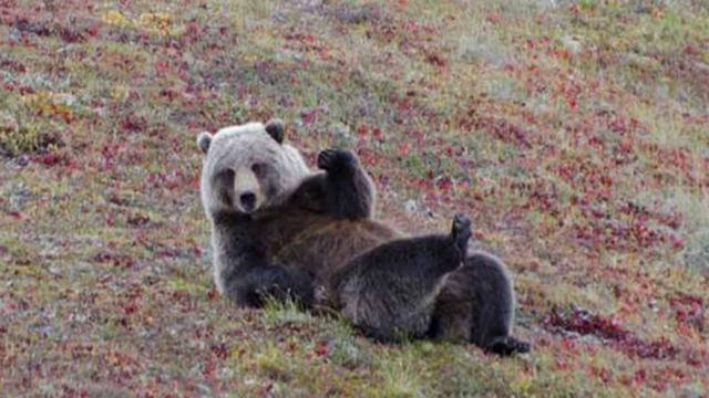 Gặp lại sau mùa đông nhé!, một chú gấu ở vườn quốc gia Denali, Alaska đang vẫy tay chào nhiếp ảnh gia - Tác giả: Aaron Schmid.