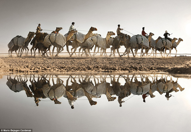 Giải sắc m&agrave;u: Đua lạc đ&agrave;, t&aacute;c giả: Mario Bejagan Cardenas. Đua lạc đ&agrave; được xem l&agrave; một trong những di sản độc đ&aacute;o của c&aacute;c Tiểu vương quốc Ả Rập thống nhất.