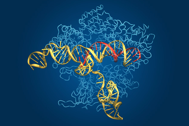 Liệu pháp CRISPR được kì vọng sẽ chữa được những căn bệnh về gen trên con người