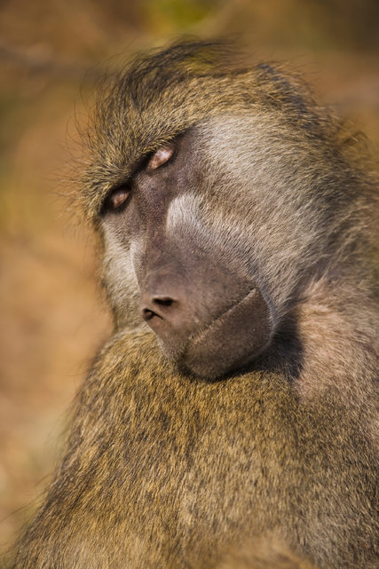  Một con khỉ đầu chó Chacma. 