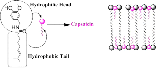  Một mô hình về sự tương tác của capsaicin trong nghiên cứu của các nhà khoa học Ấn Độ. 