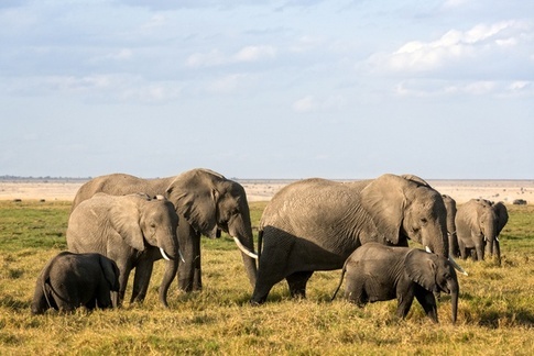  Đàn voi Châu Phi với con cái đầu đàn. 