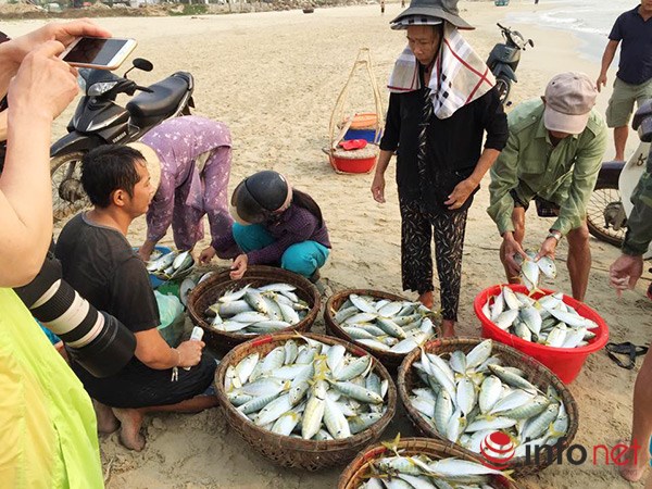  Ngư dân miền Trung đang gặp nhiều khó khăn trong tiêu thụ hải sản do biển bị nhiễm độc. Ảnh: Infonet. 
