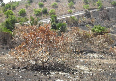 
Đám cháy lan ra nhiều vườn xung quanh, thiêu rụi hàng trăm gốc tiêu và các loại cây khác. Ảnh: CTV
