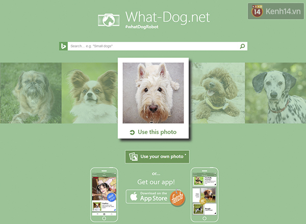 Giao diện sử dụng của what-dog.net khá đơn giản.
