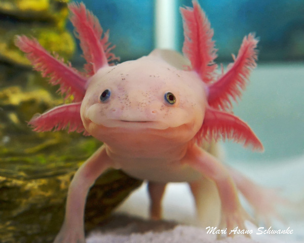  Người bản địa cũng gọi Axolotl là cá đi bộ do vẻ ngoài khá giống cá của chúng. 