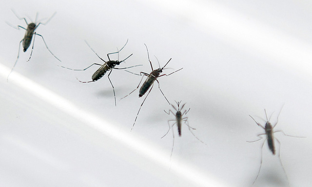  Muỗi Aedes. 