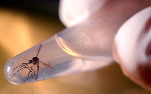  Virus Zika lây truyền qua loại muỗi Aedes aegypti thường được biết đến là vật trung gian truyền nhiễm bệnh sốt vàng da. (Ảnh minh họa: Getty). 