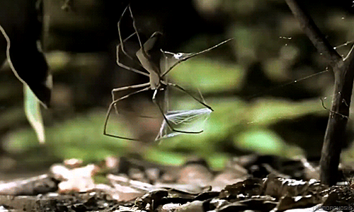  Đây là cách một chú nhện đấu sĩ (Gladiator spider - Deinopis) săn mồi. Ấn tượng quá đúng không? 