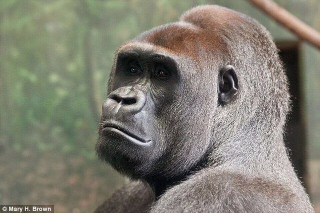Khỉ đột gorilla dù có thể cao tới 2m nhưng không sử dụng nhiều năng lượng bằng con người do kích thước não quá nhỏ.