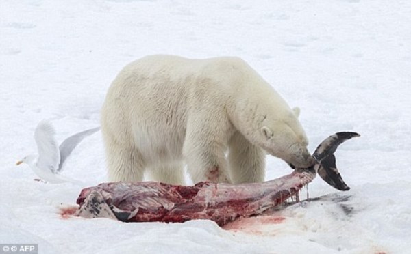 
Nhiệt độ tăng dần, việc đi săn hải cẩu đã trở nên quá khó khắn với những chú gấu trắng.
