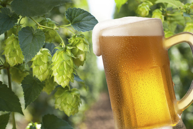  Cây hoa bia, nguyên liệu chính để tạo nên bia đồng thời là khắc tinh của hơn 60 loại tế bào ung thư khác nhau. 