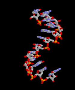  Hình ảnh một đoạn RNA trong gen. 