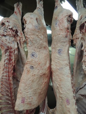  Thịt bò tại xưởng giết mổ. Dấu A5 cho thấy chất lượng của thịt bò. Dấu sao màu xanh da trời xác nhận đây là bò Kobe 