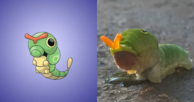 
Caterpie
