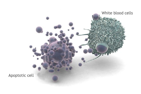  Lập trình tế bào chết apoptosis sẽ sử dụng hệ miễn dịch để tiêu hủy một tế bào mang DNA lỗi 