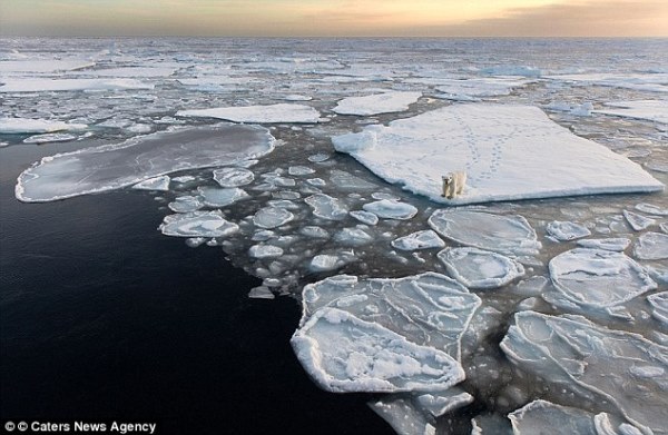  Các chuyên gia còn dự đoán rằng trong vòng 40 năm nữa, Bắc Cực sẽ không còn một tảng băng nào. 