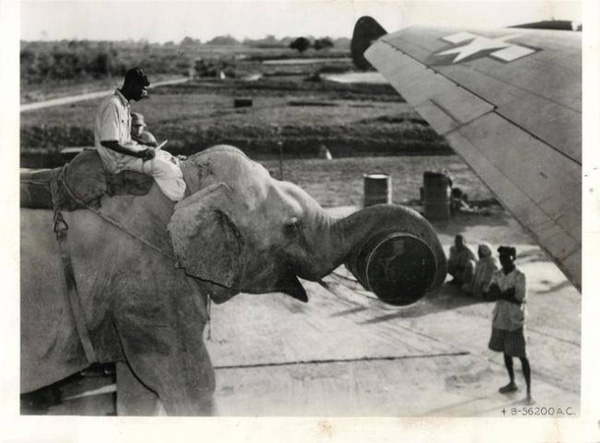  Năm 1945, không phải máy móc, không phải con người, voi mới chính là nguồn lực chính trong việc vận chuyển hàng hoá, nhiên liệu cho máy bay. 