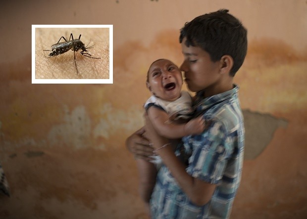  Đại dịch do virus Zika gây ra ở Brazil, phải chăng xuất phát từ sự cẩu thả trong việc phát tán muỗi biến đổi gen? 