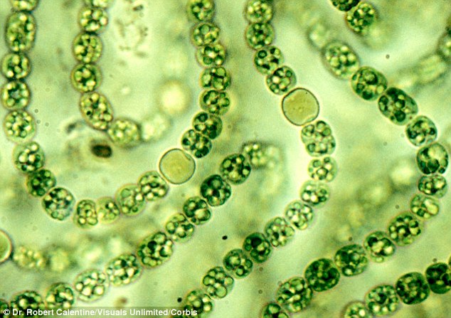  Hợp chất Coibamide A trong tảo lam có thể là chìa khóa cho điều trị ung thư khó chữa 