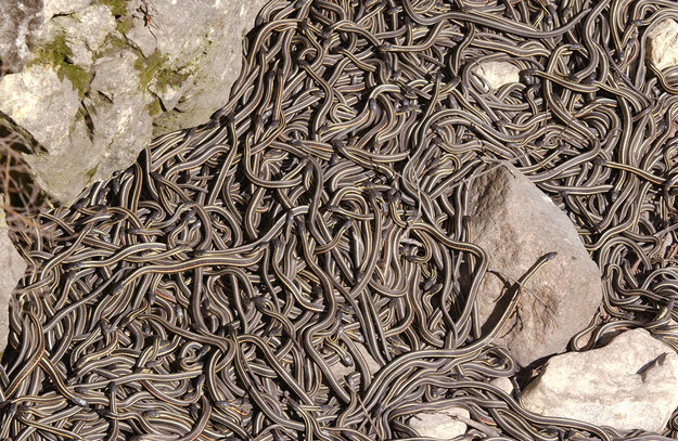  Năm nào cũng vậy, 75.000 con rắn lại tìm đến nhau... 