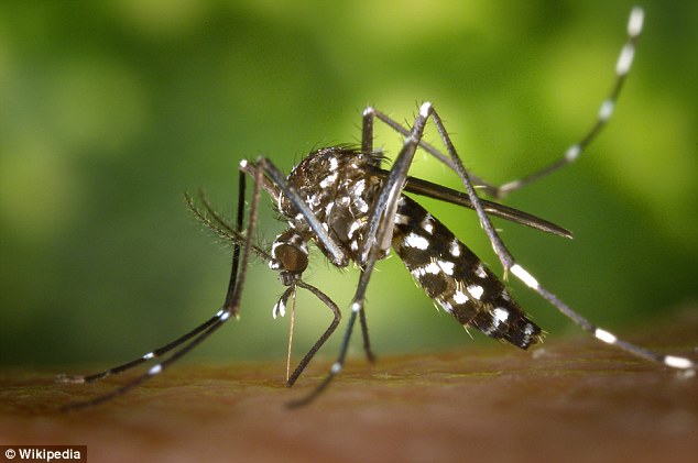  Muỗi Aedes albopictus được tìm thấy ở các nước Châu Âu trong mùa hè 