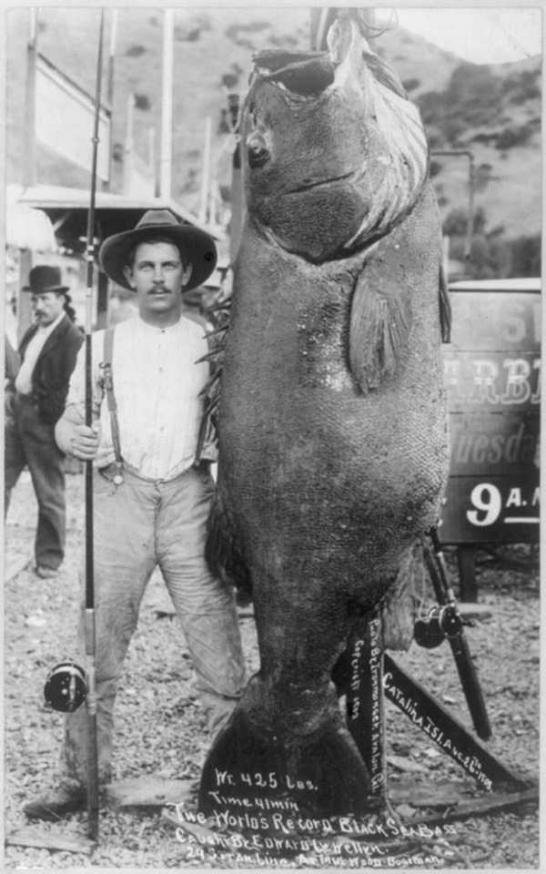 Không câu thì thôi, đã câu thì phải là cá khổng lồ. Đây chính là con cá vược lớn nhất - được thu phục bởi người đàn ông tên Edward Llewellen vào năm 1903. Chú cá này nặng gần 200kg, to gấp mấy lần kích cỡ một người bình thường. 