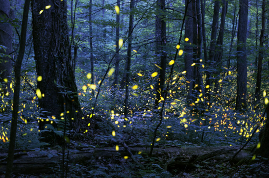  Khu rừng đom đóm tuyệt đẹp của nhiếp ảnh gia Radim Schreiber đến từ Iowa, Mỹ. 