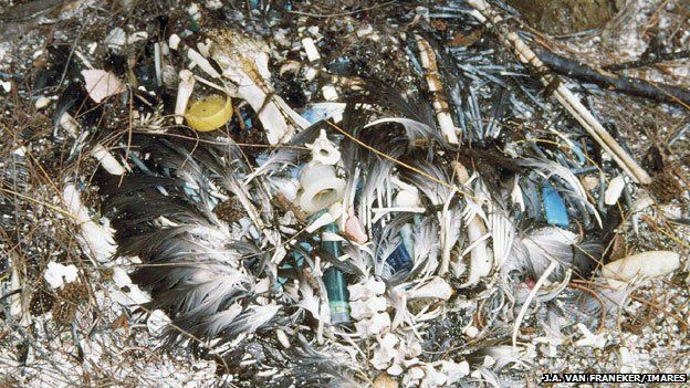  Xác của loài chim biển phân hủy, để lộ hàng đống rác nhựa mà chúng đã nuốt phải. 