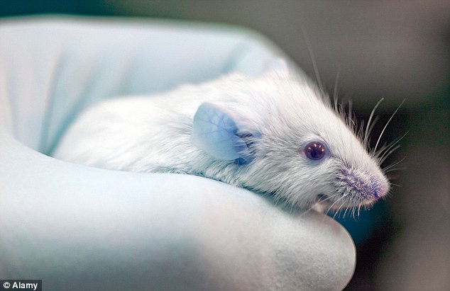  Nghiên cứu đã thực hiện các thử nghiệm trên chuột trong vòng 15 năm 