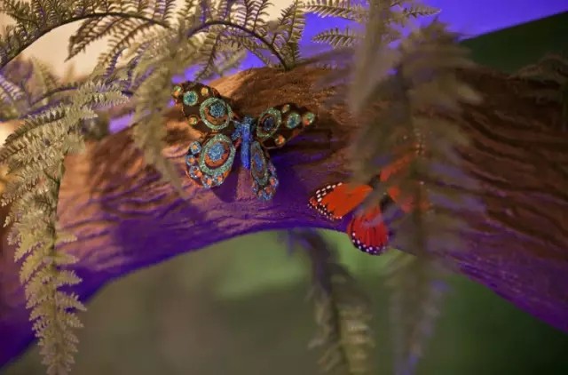 
Trang trí các loại bướm tuyệt đẹp để tạo cảm giác thần tiên
