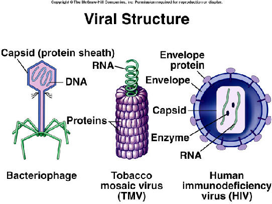  Một số cấu trúc của các loại virus. 