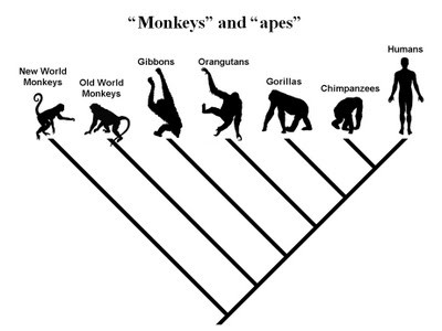  Khỉ là họ hàng, không phải tổ tiên của con người 