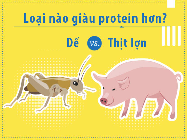 Chúng ta có một trận hòa ở đây: cả thịt lợn và dế chứa khoảng 20 gam protein trong 100 gam. Hãy thử phi tỏi và ớt cùng với dế, bạn sẽ có một món ăn ngon giàu protein.