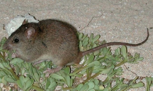  Loài chuột Bramble Cay melomys 