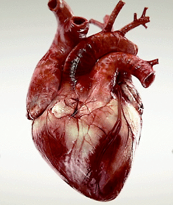 Trái tim là cơ quan giữ vai trò sống còn trong sinh mệnh con người. Nguồn gốc trái tim cũng rất thú vị khi chúng ta tìm hiểu về sự tiến hóa của cơ thể con người. Hãy xem hình liên quan đến từ khóa này để khám phá nguồn gốc trái tim của chúng ta.