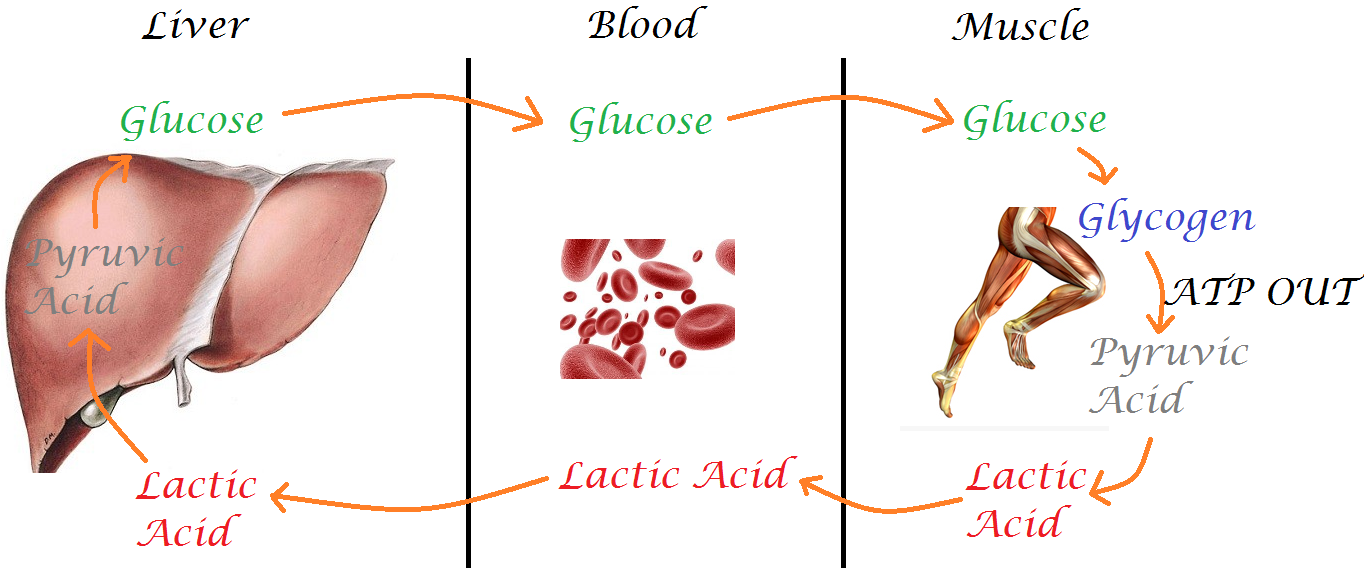  Chu trình chuyển hóa acid lactic: từ cơ bắp - máu - gan và tiếp tục như vậy. 